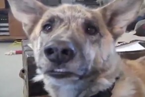 Подборка видео от 17.06.2014