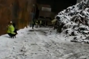 Собаки ловят крыс