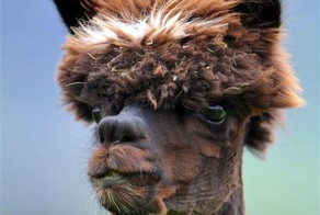 Недовольные животные