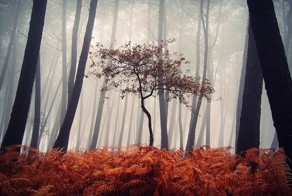 Мистический испанский лес запечатлённый фотографом Guillermo Carballa.