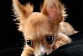 Обидеть очень просто - того, кто ниже ростом!