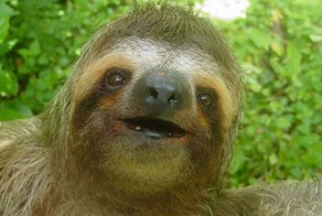  Лень 80 уровня!