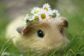 Морские свинки наступают