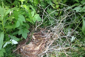 Находка в спиленной елке