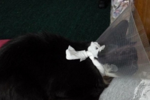 Новый член семьи