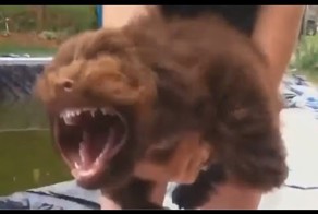 Смешные моменты людей и животных, которых сняли на видео.