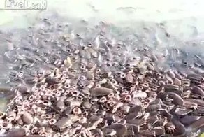 Подборка роликов от 21.11.2012