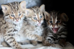 Котята в духовке