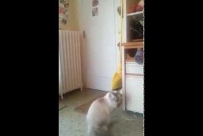 Кошка ждет возвращения своего хозяина