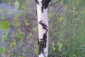 Большая семья