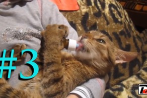 Подборка приколов #3 | Compilation of jokes #3