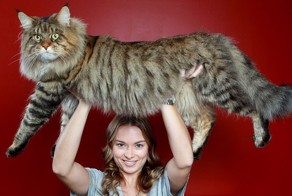 Мейн-ку́н (англ. Maine Coon) — аборигенная порода кошек Соединенных Шт
