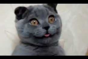 Реальные улыбки собак и кошек! (Позитив на целый день)