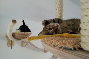 "Cафари-парк" для кошек