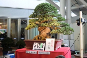 Самые дорогостоящие вещи