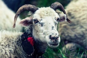 Жизнь чабанов на полонине  