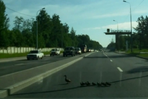 Переход  в неположенном месте