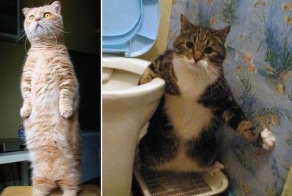 Стоячие коты