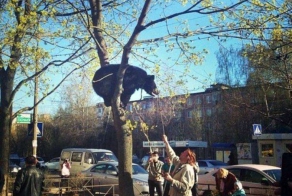 Русские медведи