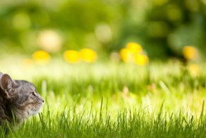 Летнего настроения пост