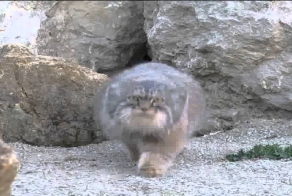 Любопытный кот манул -  эй, вы че там делаете , а?