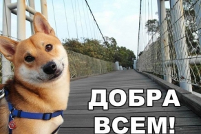 22 невероятных факта о собаках