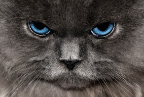 "Кошачьи" рекорды и удивительные факты о наших пушистых любимцах