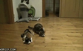 Такие милые котики