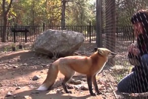 ЛИСА ПОПРЫГУНЬЯ