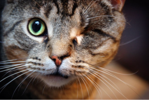 Корсар оставил нас...