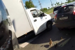 Спасение утиного семейства