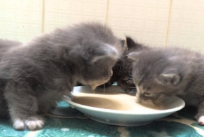 Котята впервые пробуют молоко