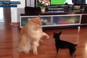 Забавные животные