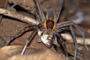 Биологи нашли пауков, питающихся рыбой