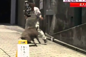 Дикий Кабан напал на Телеоператора