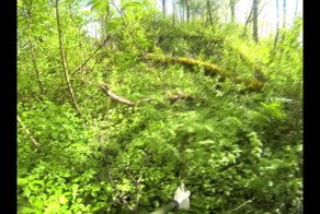 болото питерское