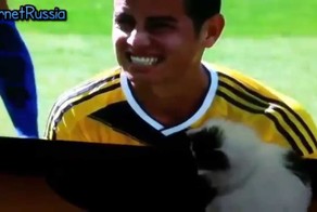 Чемпионат мира по футболу смотрят животные.