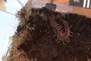 Подборка видео от 26.06.2014