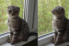 Фотографии наших животных