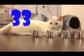 Смешные кошки