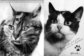 Феликс в космосе