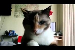 Кот напакостил и злорадствует