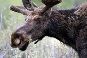 Похотливый лось