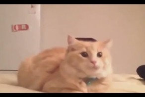 Смешные и забавные фейлы наших любимцев.(Коты и кошки)
