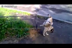 Необычный способ ходить в туалет