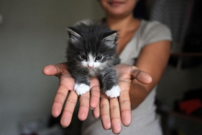 Коты и девушки