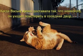 Лучшие котоматрицы недели