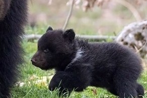 В швейцарском зоопарке убили здорового медвежонка
