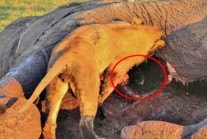 Гиена спряталась от льва в гниющей туше слона