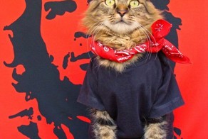 Лоренцо - самый фотогеничный кот